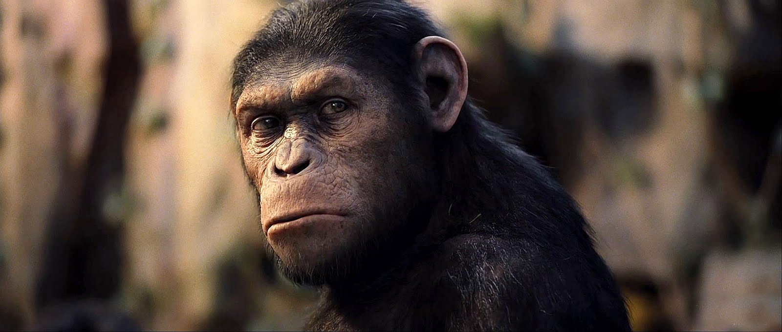 Rise of the Planet of the Apes latest movie wallpaper (3)