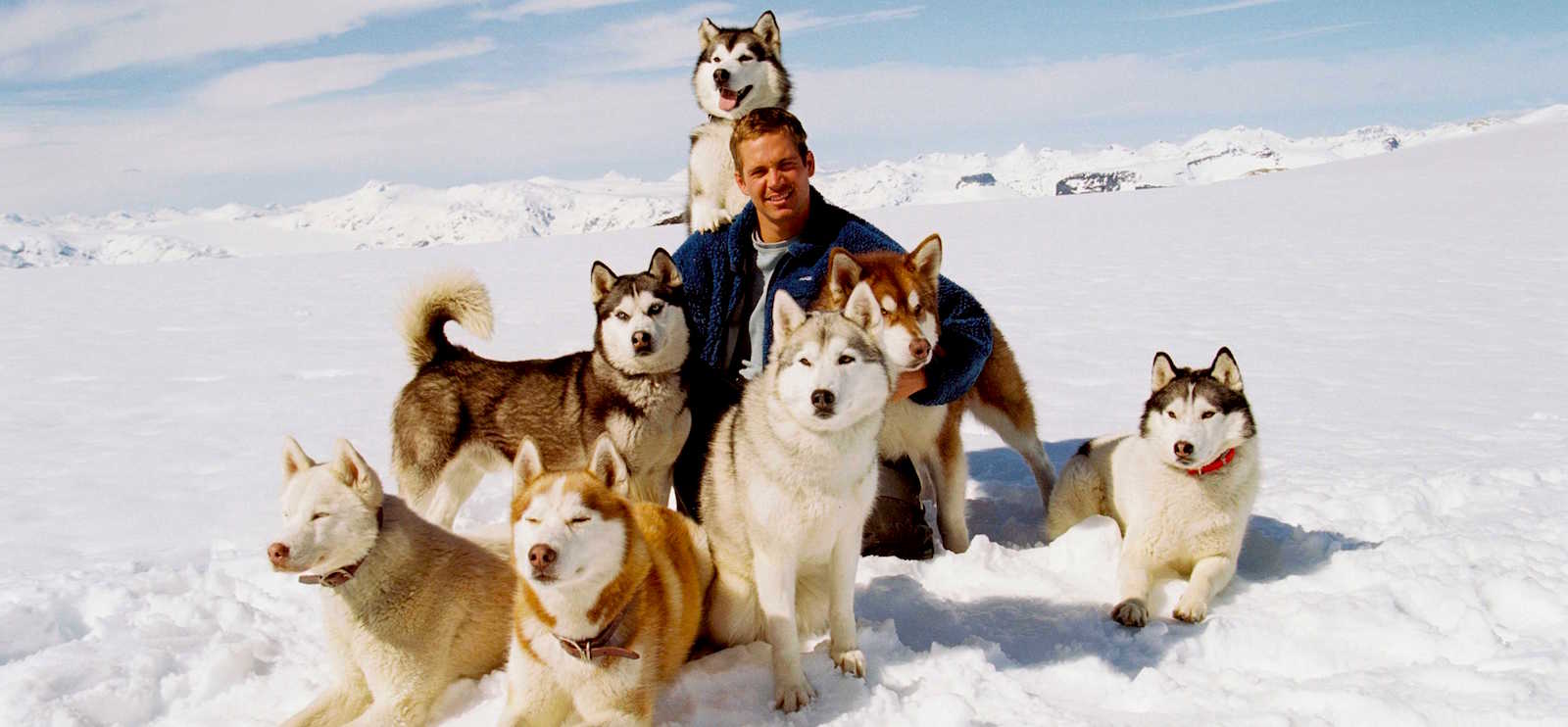 Paul Walker with dogs. ©2006 Buena Vista Pictures Distribution and Winking Productions GmbH & Co. KG